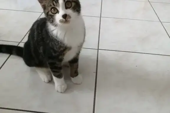 Chat trouvé Dijon, photo: Chaton trouvé, sociable et joueur à Dijon
