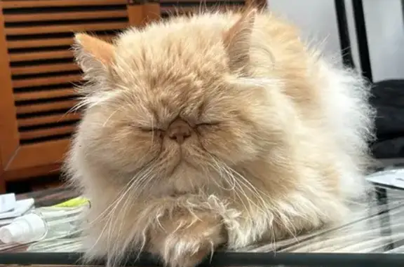 Chat perdu, Dunkerque, photo: Chat Persan Roux Disparu à Dunkerque