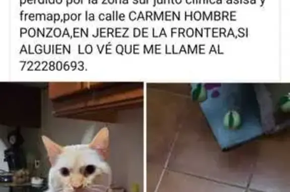 Gato Perdido: Blanco con Orejas Marrones en Jerez