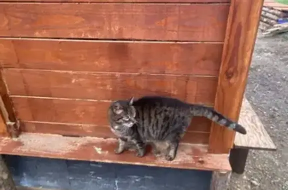 Animaux perdus , photo: Chatte tigrée perdue à Cère 40090