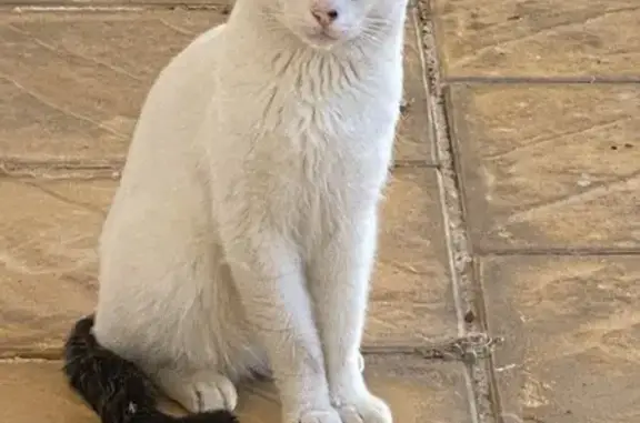 Chat sociable trouvé, Gardanne, Av. Brossolette - photo
