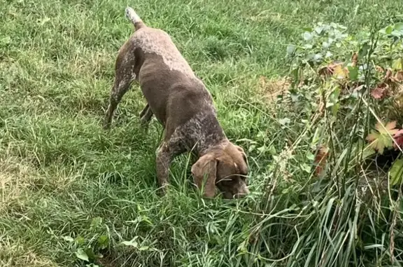 Chien mâle non castré trouvé Rue Moissan - photo
