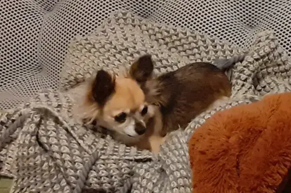 Chien perdu Nouvelle-Aquitaine, photo : Chihuahua marron perdu à Ascain, 4/08