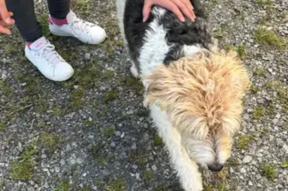 Chien trouvé , photo: Chien trouvé gentil Rue des Ardoisiers, Guerlédan