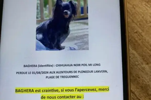 Chihuahua femelle noire perdue à Tréguennec - photo