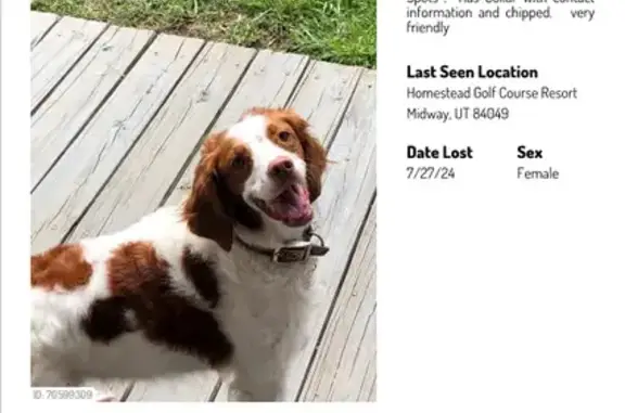 Lost Brittany Spaniel in Midway - Help Find Her!