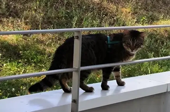 Animaux trouvés Nantes, photo: Chat tigré avec harnais vert trouvé à Nantes
