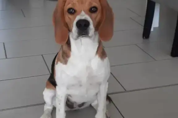 Beagle femelle tricolore perdue à Gonneville - photo