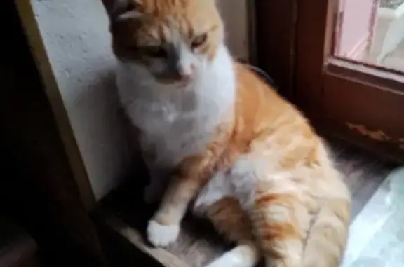 Animaux perdus Mehun-sur-Yèvre, photo: Chatte rousse et blanche perdue à Mehun/Yèvre