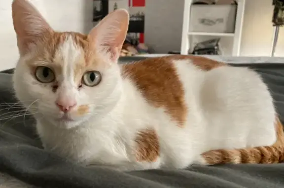 Chat perdu, , photo: Chatte blanche et rousse disparue à Assay