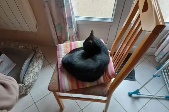 Animaux perdus Fleury-les-Aubrais, photo: Chat noir européen perdu à Fleury-les-Aubrais