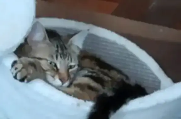Chat mâle tigré feu/noir perdu à Lahitère - photo