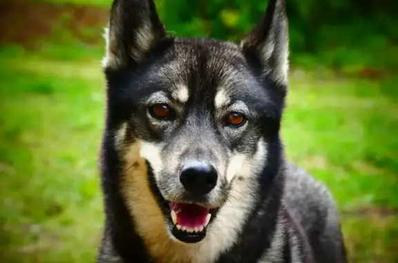 Chien perdu , photo : Chienne Husky disparue, peureuse, Dompierre-les-Églises