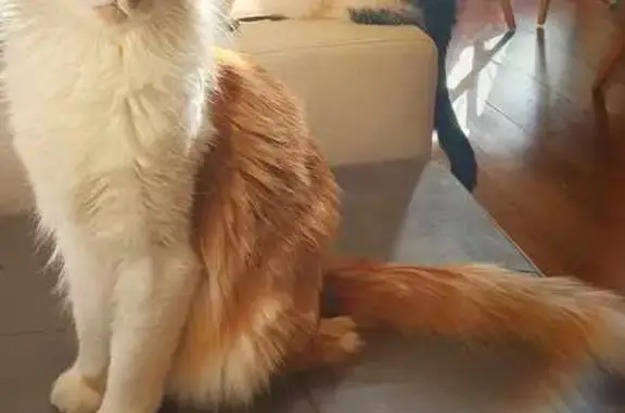 Animaux perdus Damelevières, photo: Chat européen roux et blanc disparu à Damelevières