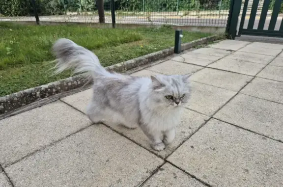 Chat gentil trouvé Rue de Faymont, Pulnoy - photo