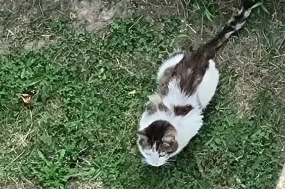 Chat errant maigre et affamé à Épernon - photo