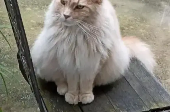 Chat perdu, , photo: Maincoon roux perdu, Rue Gauthier, Ambleville