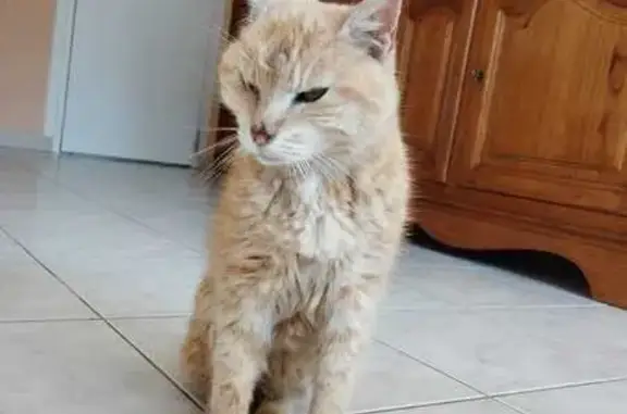 Chat trouvé à Lannion, tatoué, 19 ans - photo