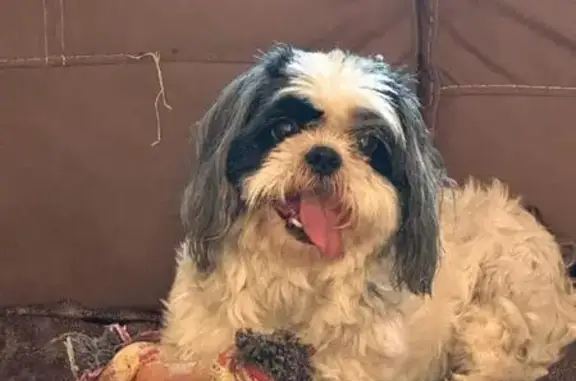 Perro Perdido: Shih Tzu Lua, Necesita Cuidados