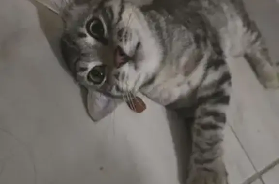 Chaton tigré gris trouvé à Rodez, Occitanie - photo