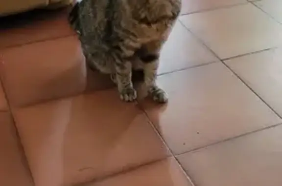 Chatte tigrée blessée trouvée à Nandy - photo