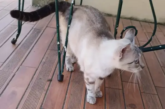 Chatte trouvée à Saint-Sulpice-la-Pointe - photo