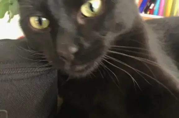 Chat perdu, Le Bignon, photo: Chat noir mâle 3 ans disparu - Le Bignon
