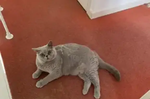 Chat perdu, Bassussarry, photo: Chat beige costaud disparu à Bassussarry