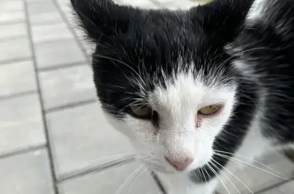 Chat Affamé Trouvé Rue Des Chênes, Tressange - photo