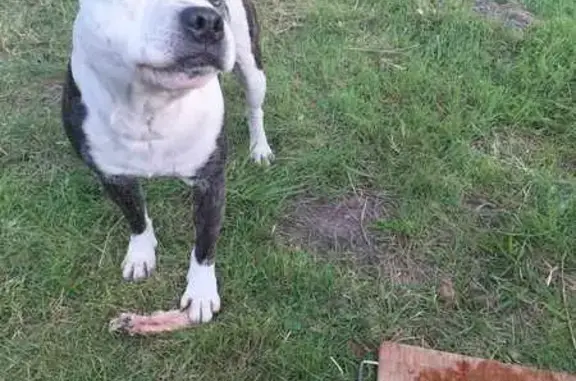 Chien sociable trouvé entre St-Sauveur et Fontenoy - photo