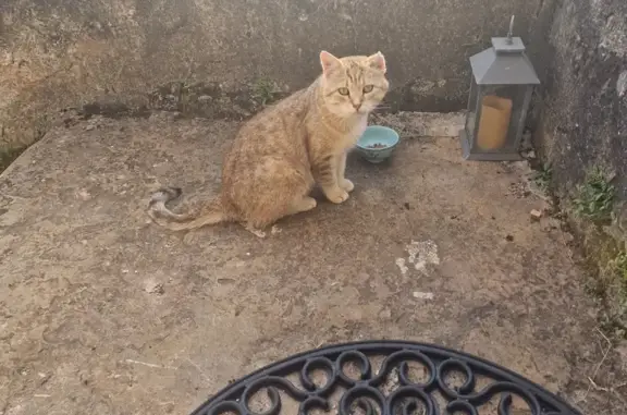 Chat mâle non castré trouvé à Semur-en-Auxois - photo