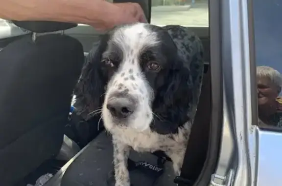 Chien trouvé à La Barre-de-Monts (85) - photo
