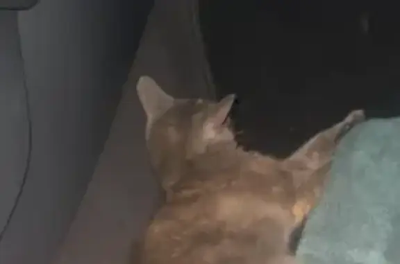 Chat gris trouvé blessé à Bessines - photo