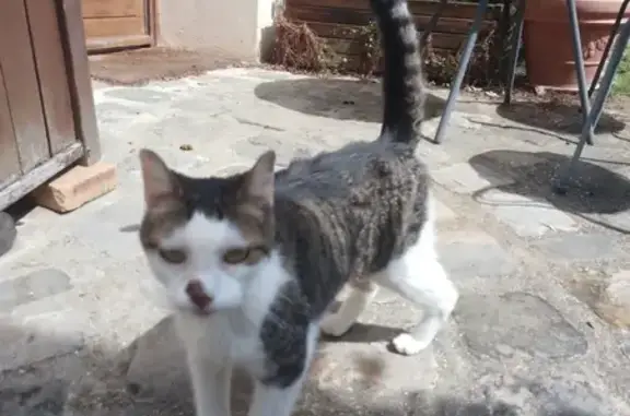 Chat tigré trouvé, affectueux, Bd des Plants - photo