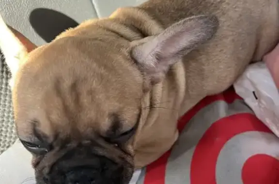 Lost Fawn French Bulldog on Arcade Blvd