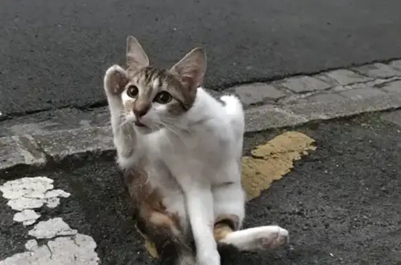 Chat écaille de tortue trouvé à Lille - photo