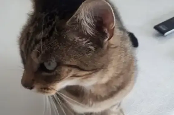 Chat européen affectueux trouvé à Guérande - photo