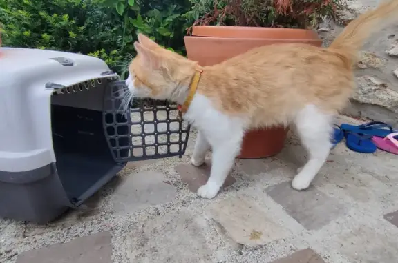 Jeune chat roux trouvé à Melun - photo