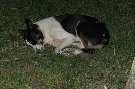 Chien perdu malade à Andrézieux-Bouthéon - photo