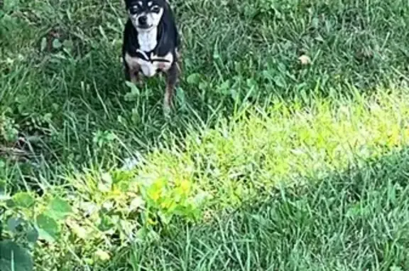 Found Black Chihuahua on East 30th St, Indy