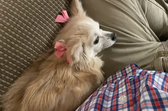 Lost Chihuahua: Blond, Green Bows, Nervous