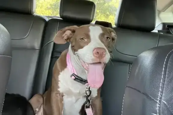 Lost Pitbull Puppy: Brown & White on Pence Rd