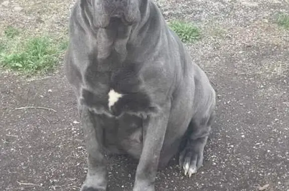 Missing Blue Cane Corso in Bonham - Help!