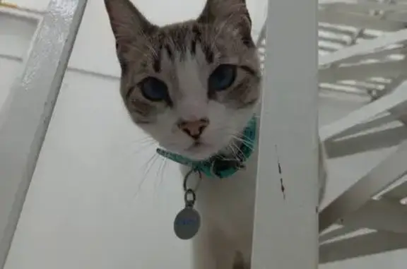 ¡Gato Perdido! Macho, 3 Años, Ojos Azules