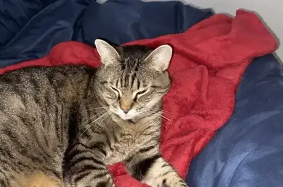 Missing Brown/Black Tabby in Crystal, MN