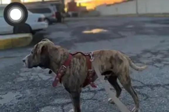 Perro Pitbull Atigrado Perdido en San Pablo