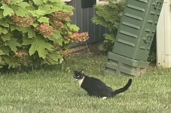 Found: Black Cat with White Markings, Westerville