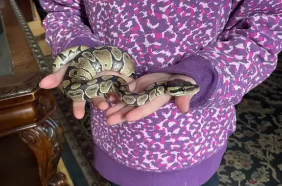 Missing Snake: Friendly Pet Ruby Lost