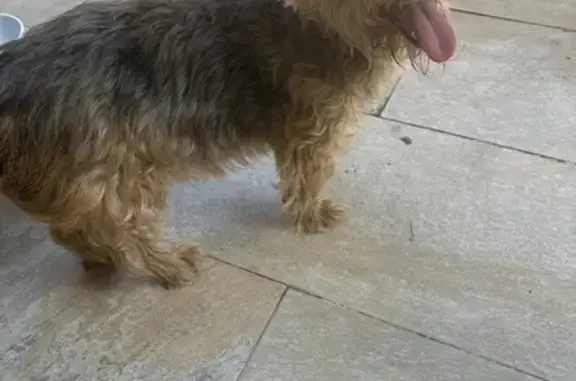 Chienne trouvée à Évry-Courcouronnes - photo