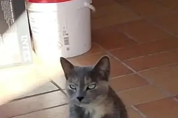 Animaux trouvés Tourrettes-sur-Loup, photo: Jeune chatte trouvée, tatouée, câline.